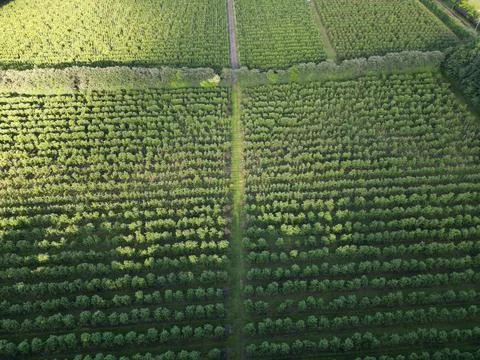 Apple field 5 Stock Photos