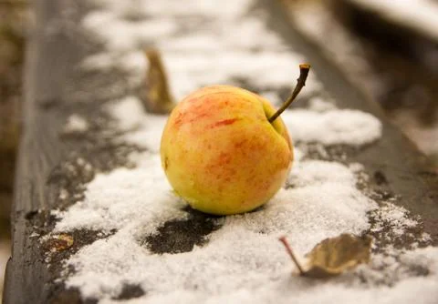 Apple on the first October snow Stock Photos