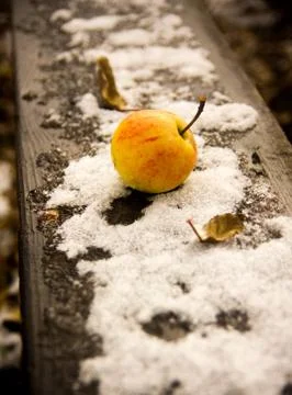 Apple on the first October snow Stock Photos