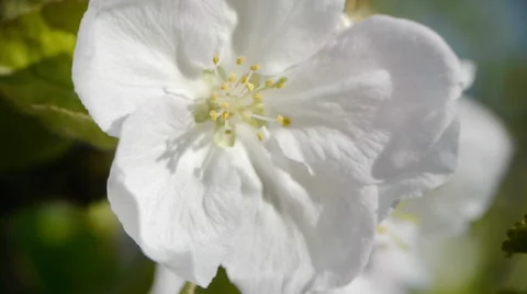 Apple flower blooming in the wind 1 Stock Footage 51009479