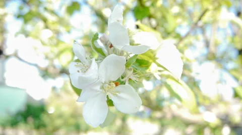Apple flower blooming in the wind 2 Stock Footage 51009022