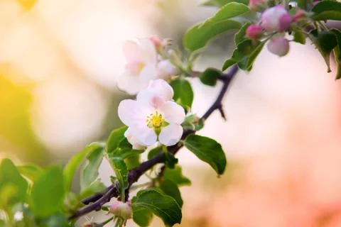 Apple flower on branch Foto stock
