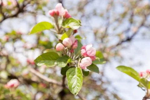 Apple flower on the branches Stock Photos