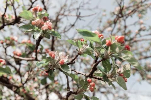 Apple flower on the branches Stock Photos