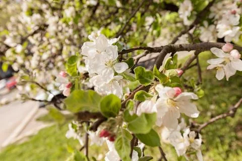 Apple flower on the branches Stock Photos