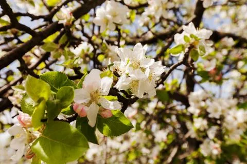 Apple flower on the branches Stock Photos