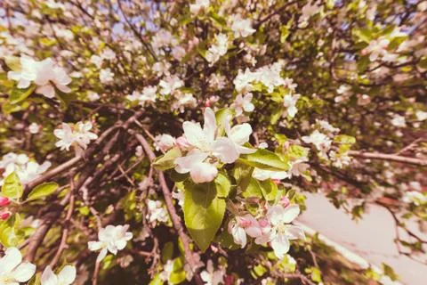 Apple flower on the branches Stock Photos