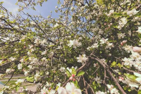 Apple flower on the branches Stock Photos