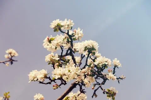Apple flower on the branches Stock Photos