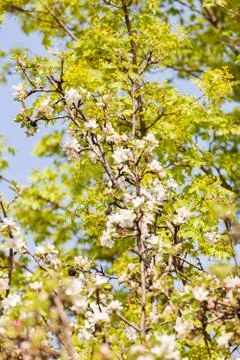 Apple flower on the branches Stock Photos