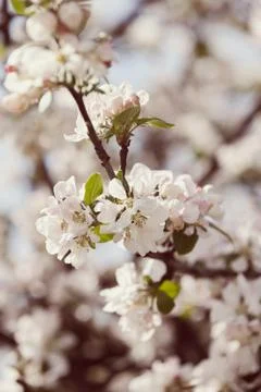 Apple flower on the branches Stock Photos