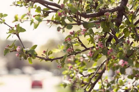 Apple flower on the branches Stock Photos