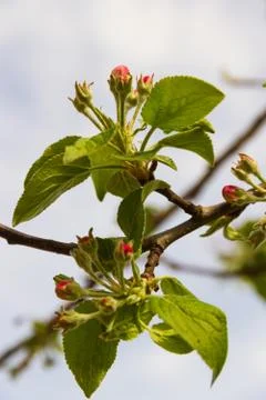 Apple flower bud 스톡 사진