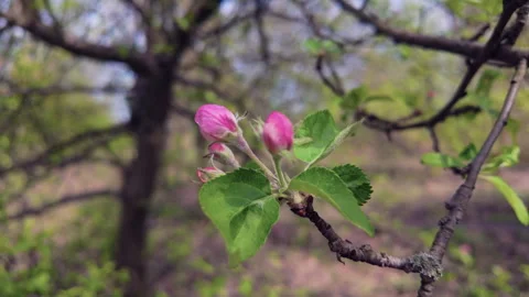 Apple flower buds, close up. Spring season background Stock Footage 271299968
