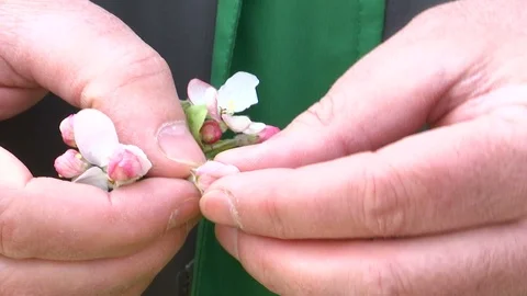 Apple flower check in the hands Stockbeeldmateriaal 107377958