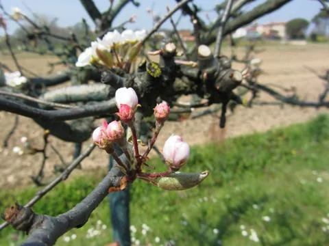 Apple flower closed buds in spring . Tuscany, Italy Stock Photos