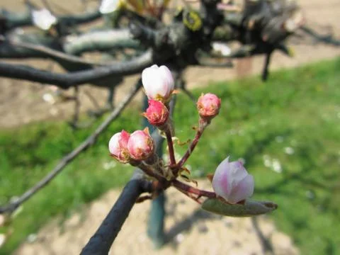 Apple flower closed buds in spring . Tuscany, Italy Stock-Fotos
