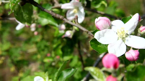Apple flower Stockbeeldmateriaal 444392