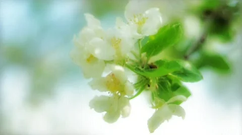 Apple flower Stock Footage 794102