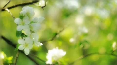 Apple flower Stock Footage 794135