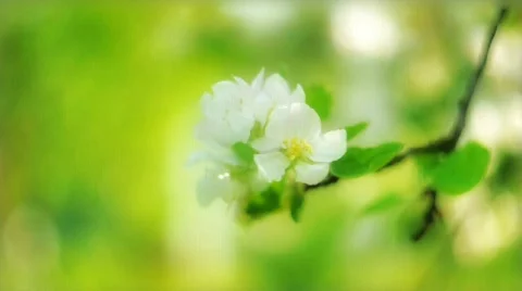 Apple flower Stock Footage 794156