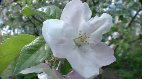 Apple Flower Video stock 38831600