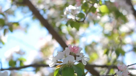 Apple flower Stock Footage 48387653