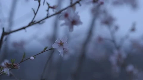 Apple flower Stock Footage 63208355