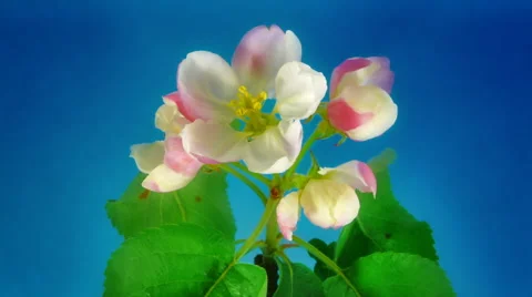 Apple flower FullHD Stock Footage 41849800