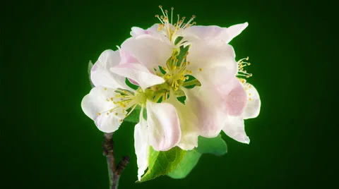 Apple flower FullHD 動画素材 41849928