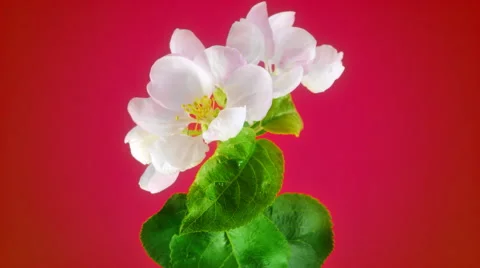 Apple flower FullHD 動画素材 41850093