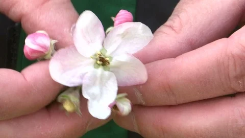 Apple flower in the hands Stock Footage 107586158