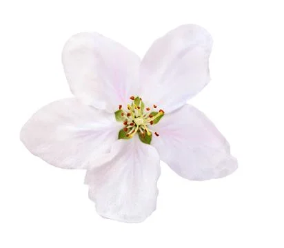 Apple flower isolated. Stock Photos