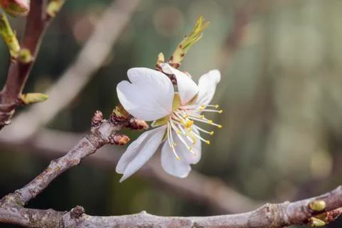 Apple flower Stock Photos