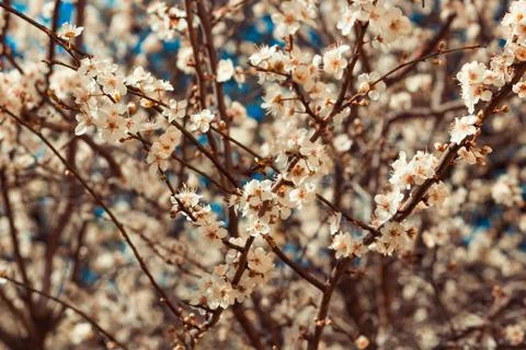 Apple flower Stock Photos