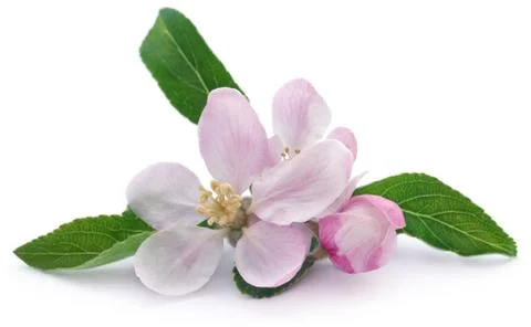 Apple flower Stock Photos