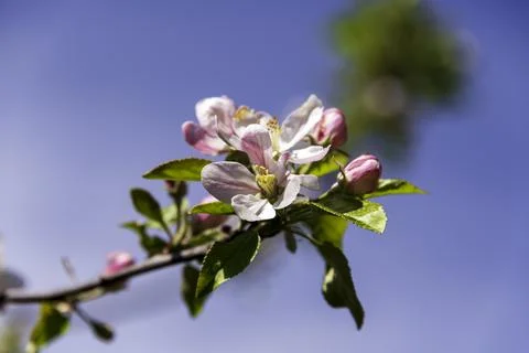 Apple Flower Stock Photos