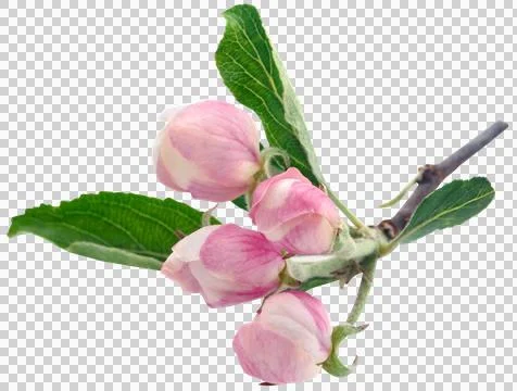 Apple flower Stock Photos