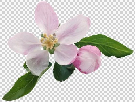 Apple flower Stock Photos