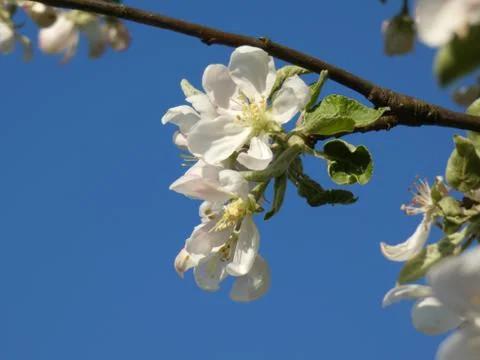 Apple Flower Spring Stock Photos