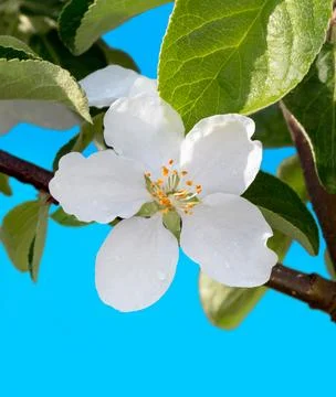 Apple flower on tree, close up Stock Photos