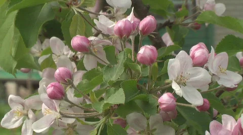 Apple flowering Stock Footage 716507