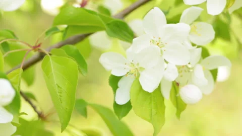 Apple flowers 1 Stock Footage 142304389