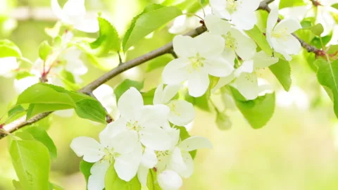 Apple flowers 2 Stock Footage 142304395
