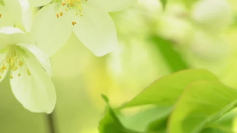 Apple flowers 3 Stock Footage 142304446