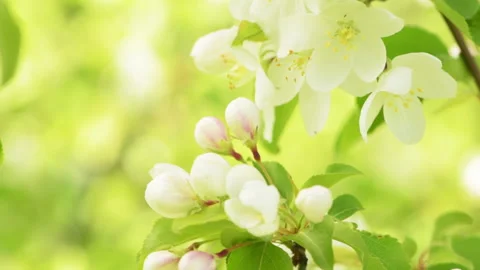 Apple flowers 4 Stock Footage 142304443