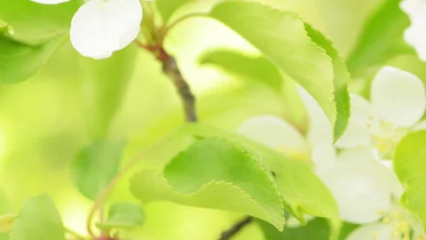 Apple flowers 5 Stock Footage 142304077