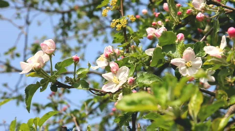 Apple Flowers and apple tree Stockbeeldmateriaal 438891
