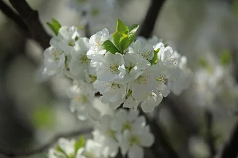 Apple flowers, background. Apple tree branch with blooming flowers Stock Photos