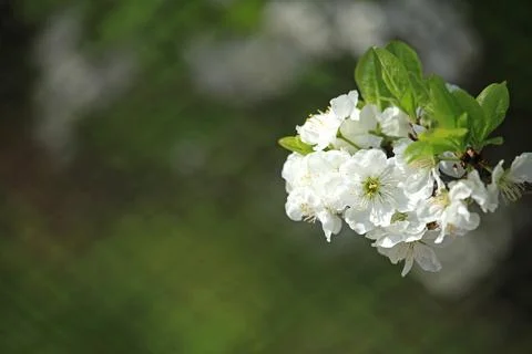 Apple flowers, background. Apple tree branch with blooming flowers Stock Photos